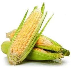Sweet Fresh Corn Each