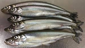Smelt Fish
