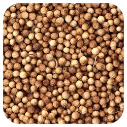 Coriander Seeds