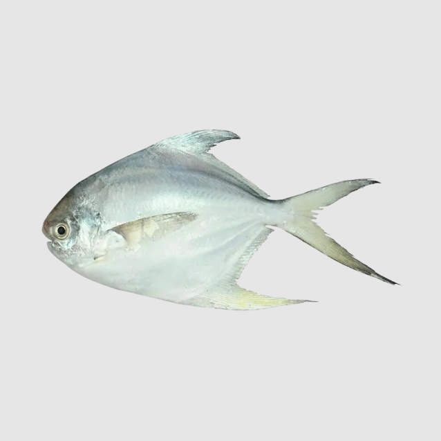 Silver Pomfret 80 - 100 1 Kg