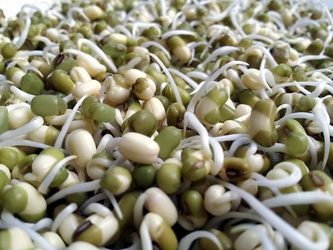 Beans Sprouts