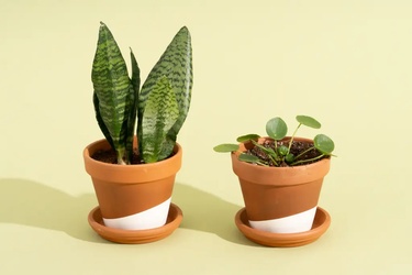 Plant'S