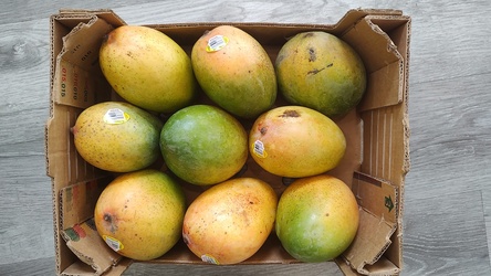 Keitt Mangoes 10 Pieces Each 249