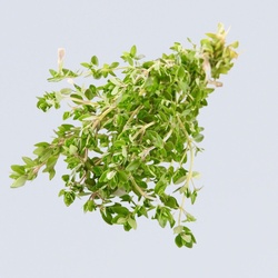 Thyme Bunch