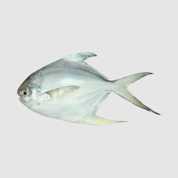 Silver Pomfret 80 - 100 1 Kg
