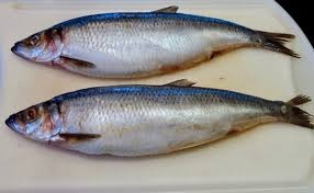 Herring