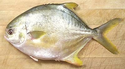 Golden Pompano Fish