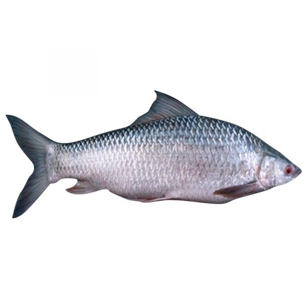 Mrigal G 2Kg