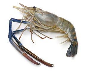 Giant Freshwater Shrimp 1 Lb