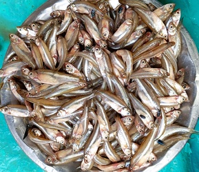 Mola Carplet 500 G
