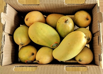 Ataulfo Mango 12 Pcs @ 19.99 Each